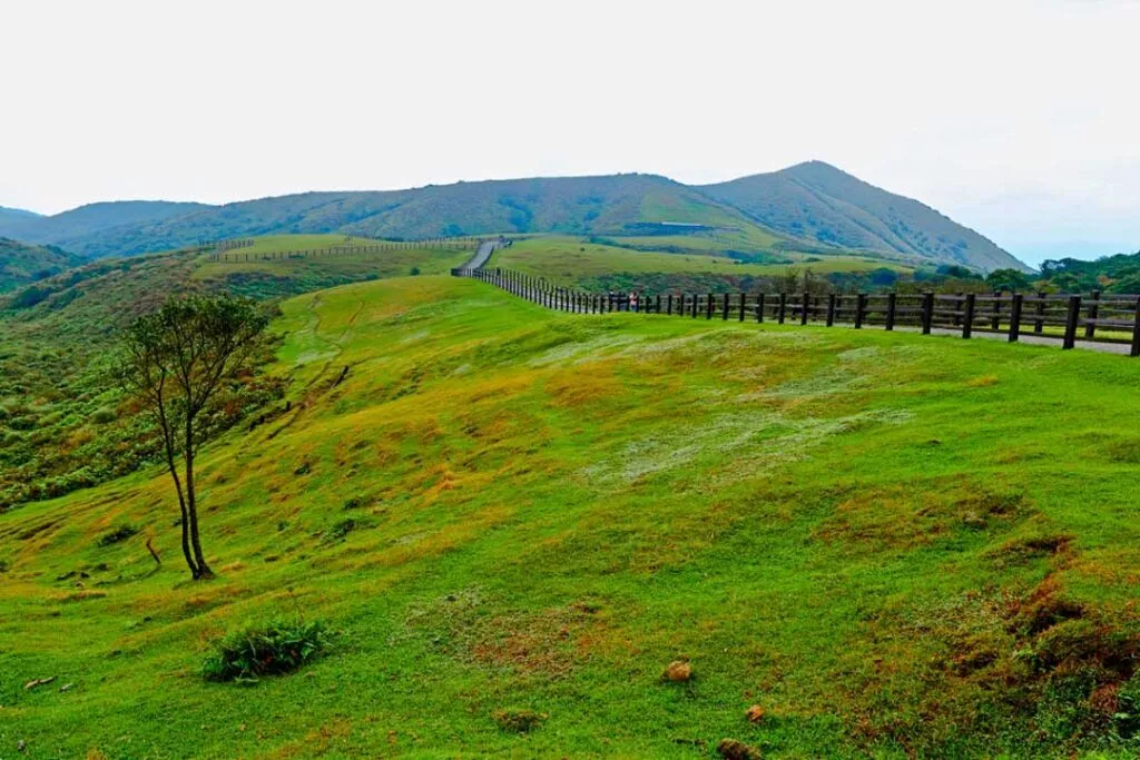 taiwan yangmingshan nationalpark qingtianggang grasland taiwan yangmingshan nationalpark qingtianggang grasland