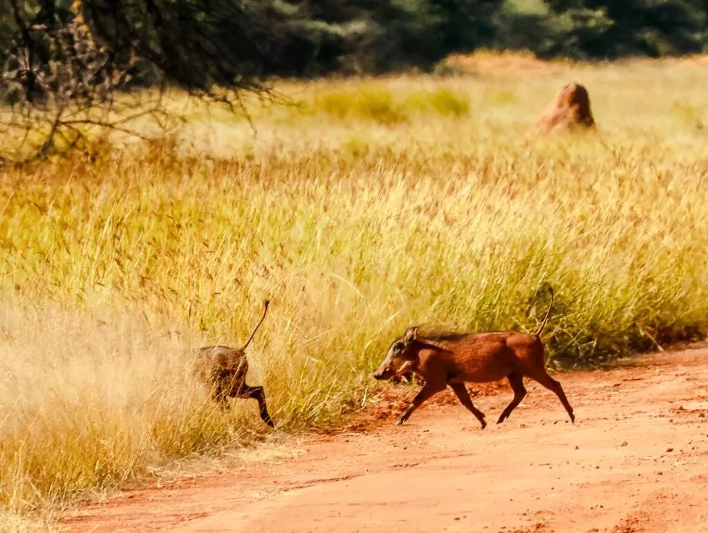 warzenschwein bei waterberg namibia