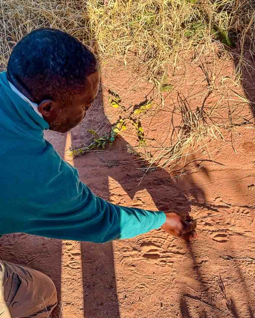 waterberg namibia guide beim spurenlesen