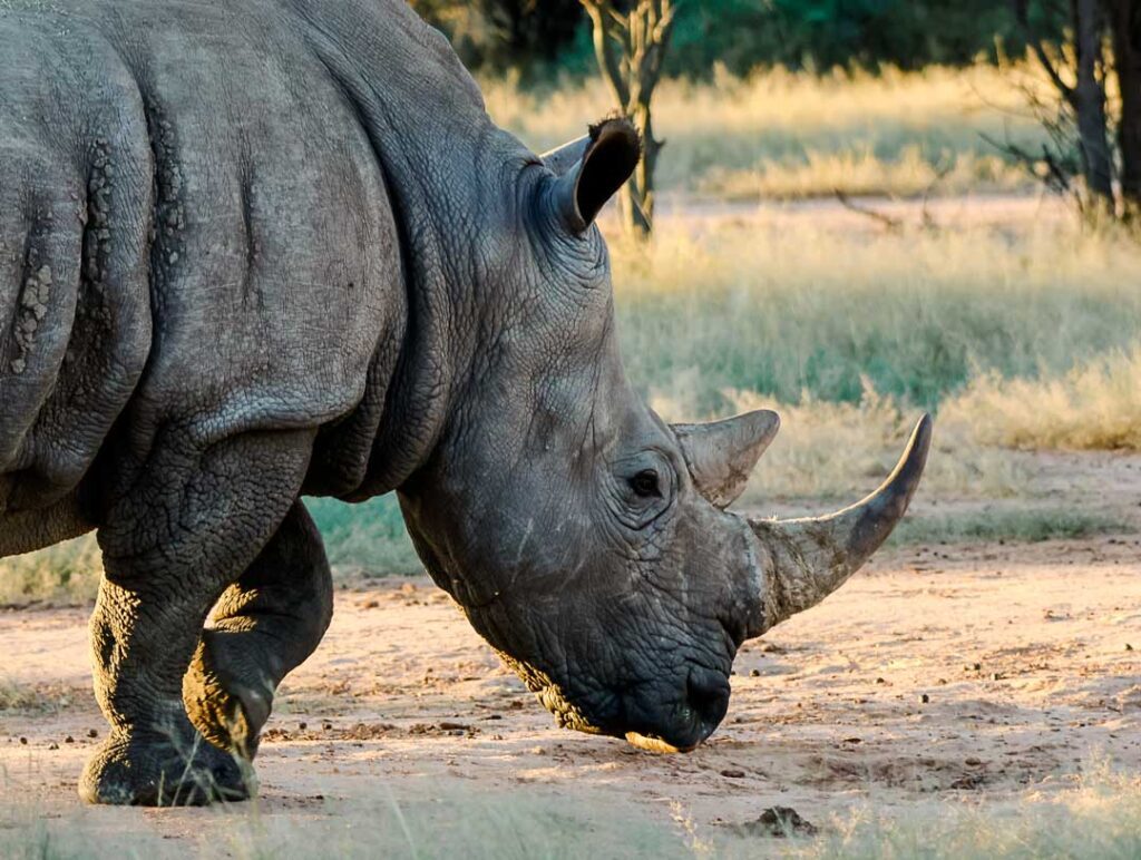 white rhino vom aussterben bedroht