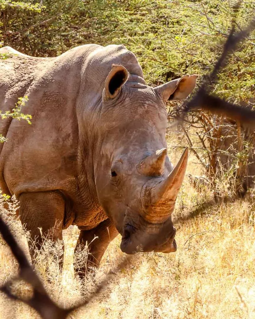 white rhinos im waterberg wilderness