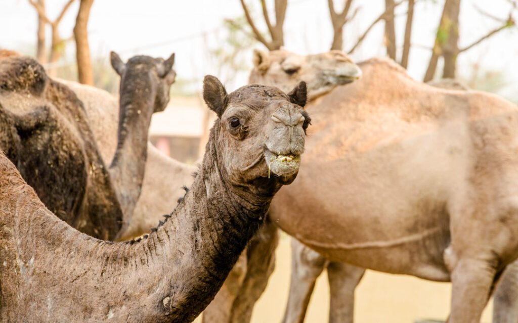 Indien Bikaner Camel Research Institute