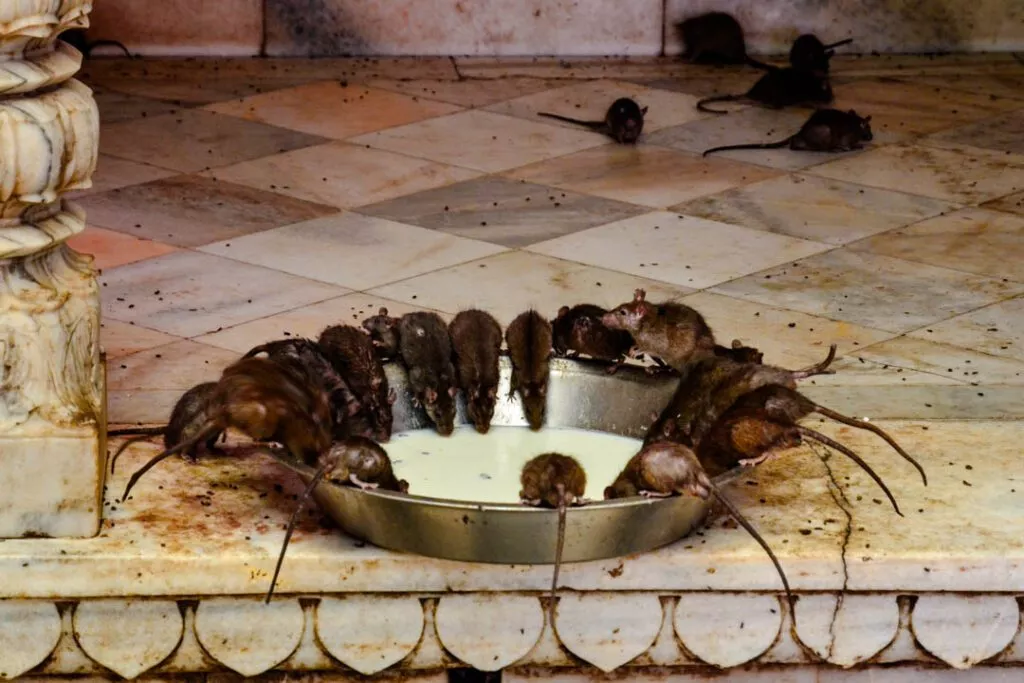 indien bikaner karni mata tempel