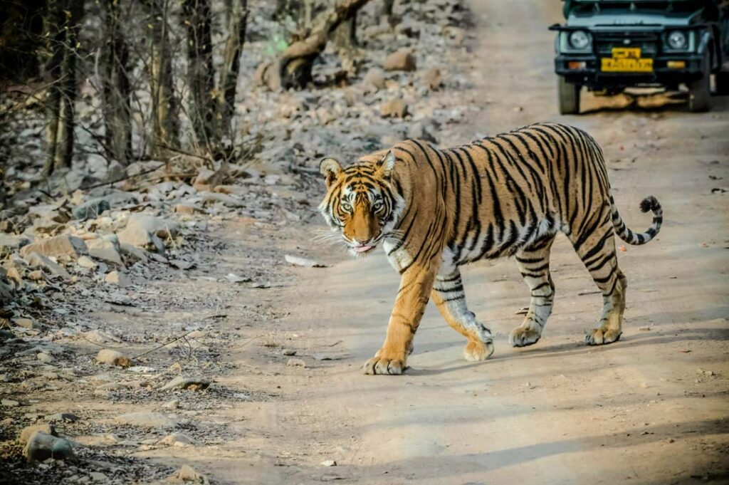 indien tiger in ranthambore np
