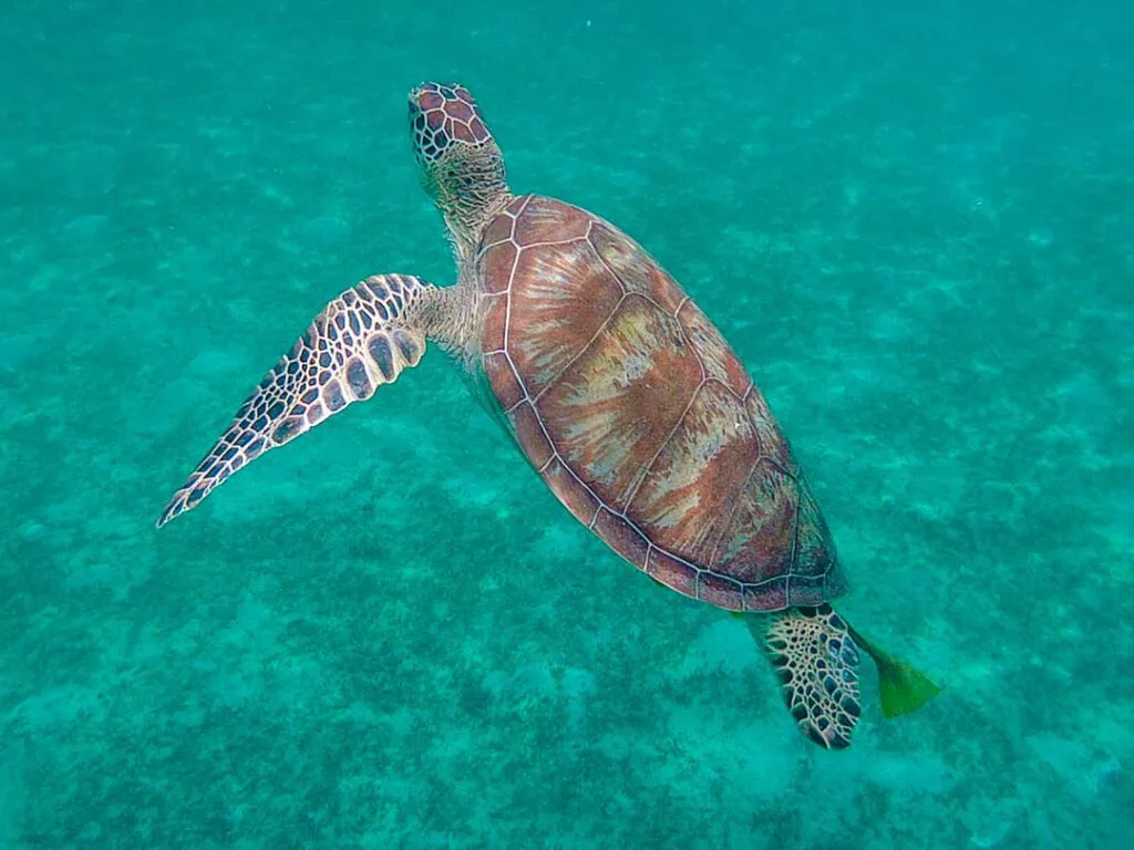 philippinen bootstour meeresschildkroete