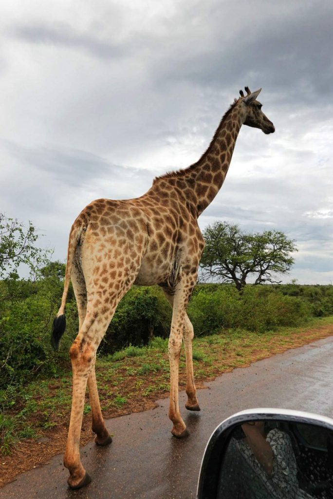 Südafrika_Kruger Nationalpark_Giraffe auf dem Weg