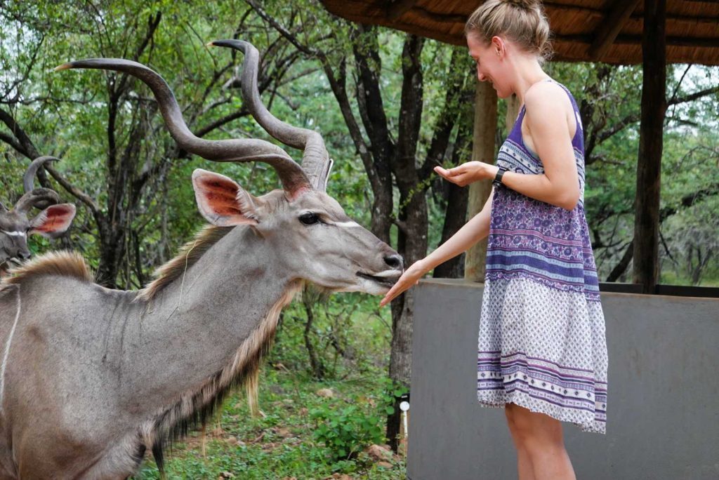 Südafrika_Kruger Nationalpark_Marloth Park_Kudu im Garten