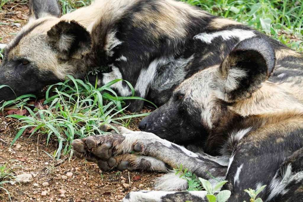 Südafrika_Kruger Nationalpark_Wildhunde