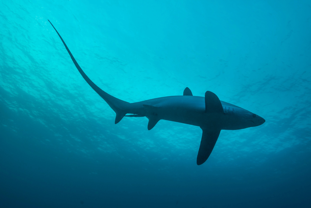 thresher shark fuchshai auf den philippinen Thresher Shark (Fuchshai) auf den Philippinen