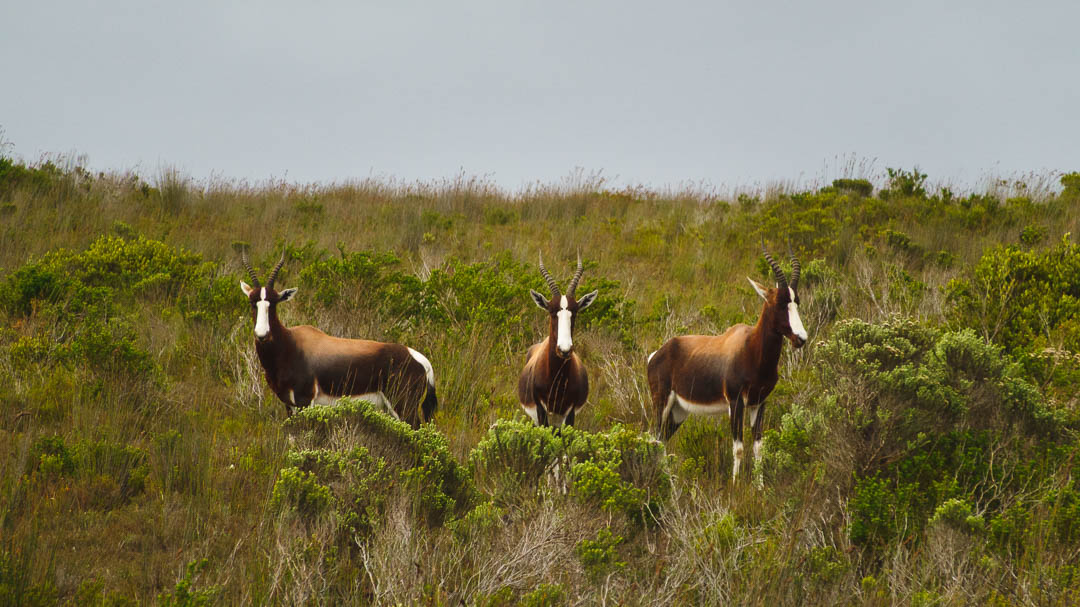Suedafrika De Hoop Nature Reserve Bonteboks am Strassenrand Südafrika_De Hoop Nature Reserve_Bonteboks am Straßenrand