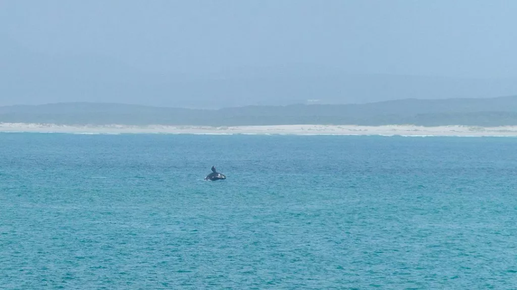 Suedafrika De Hoop Nature Reserve Springender Wal vor der Kueste