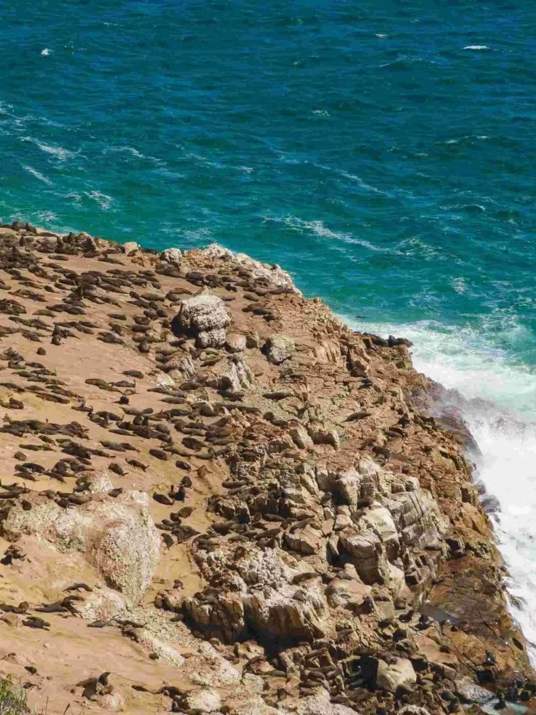 Suedafrika Robberg Nature Reserve Robben an Land min Suedafrika Robberg Nature Reserve Robben an Land min