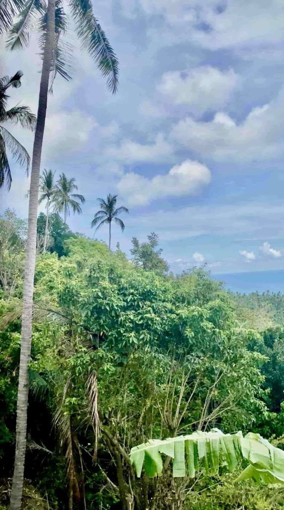 dschungel am overlap stone auf koh samui in thailand