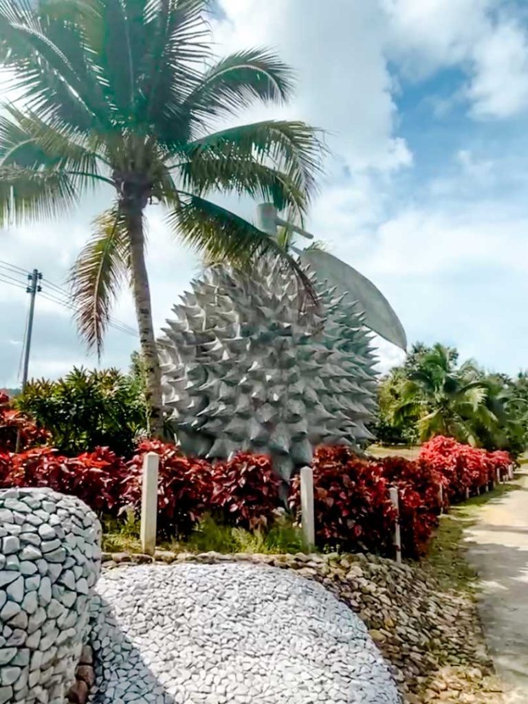 durian magic stone fruits haeuser auf koh samui thailand
