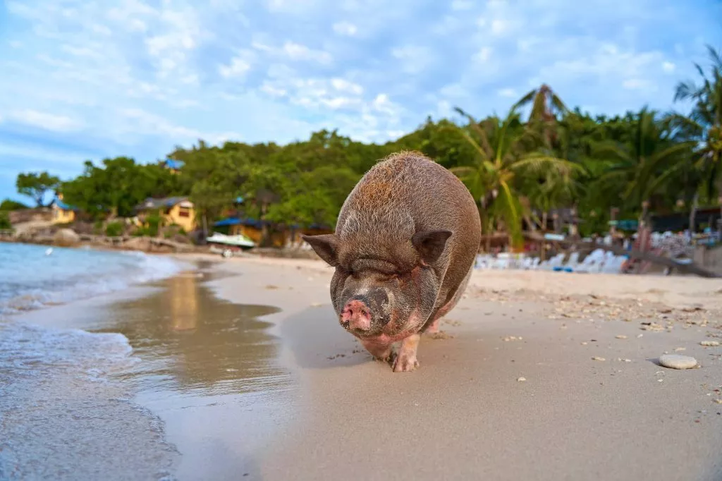 Koh Samui Schwein auf der Schweineinsel oder Pig Island