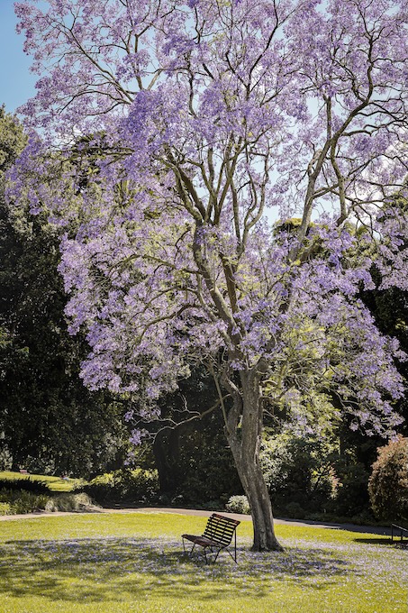 melbourne australien bank im botanischen garten