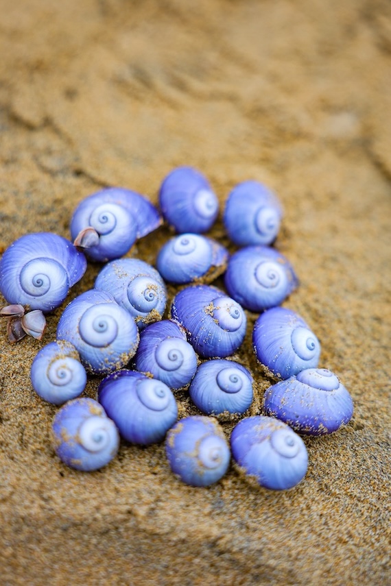 melbourne australien muscheln am strand