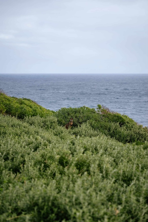 melbourne australien wallaby im gebuesch