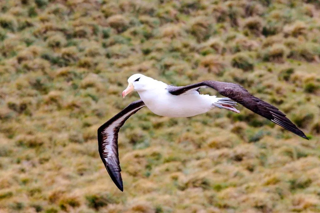 Neuseeland Albatros beim Fliegen