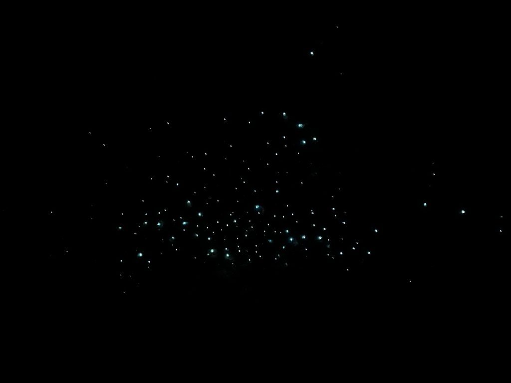 neuseeland gluehwuermchen bei nacht