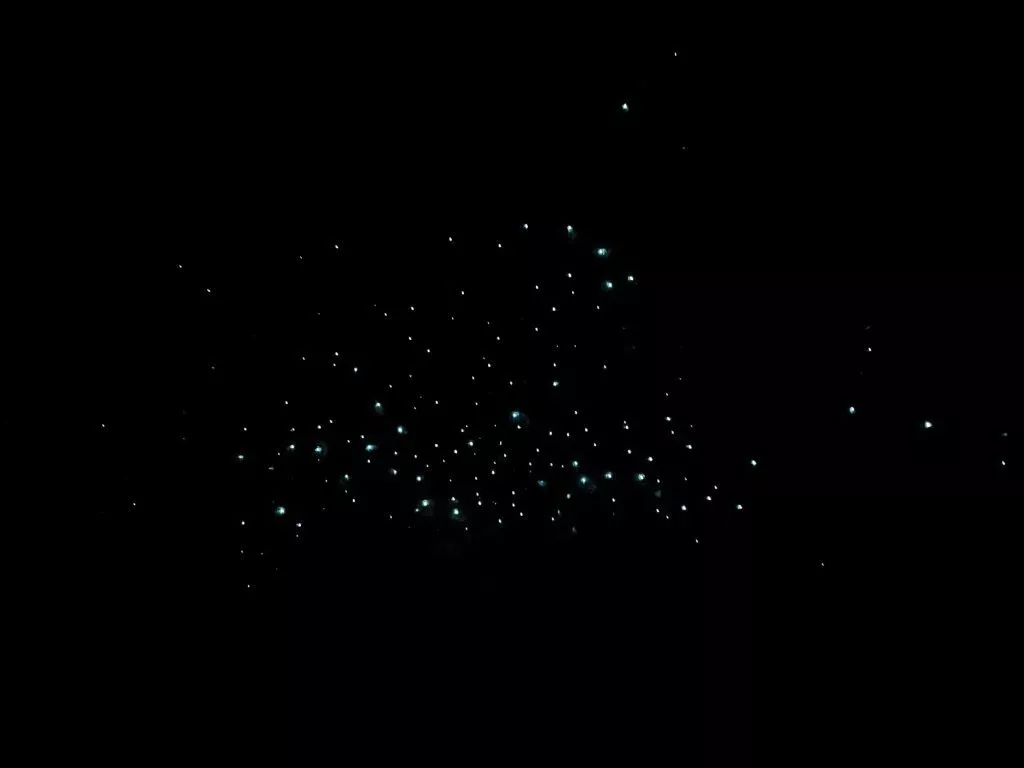 Neuseeland Glühwürmchen bei Nacht