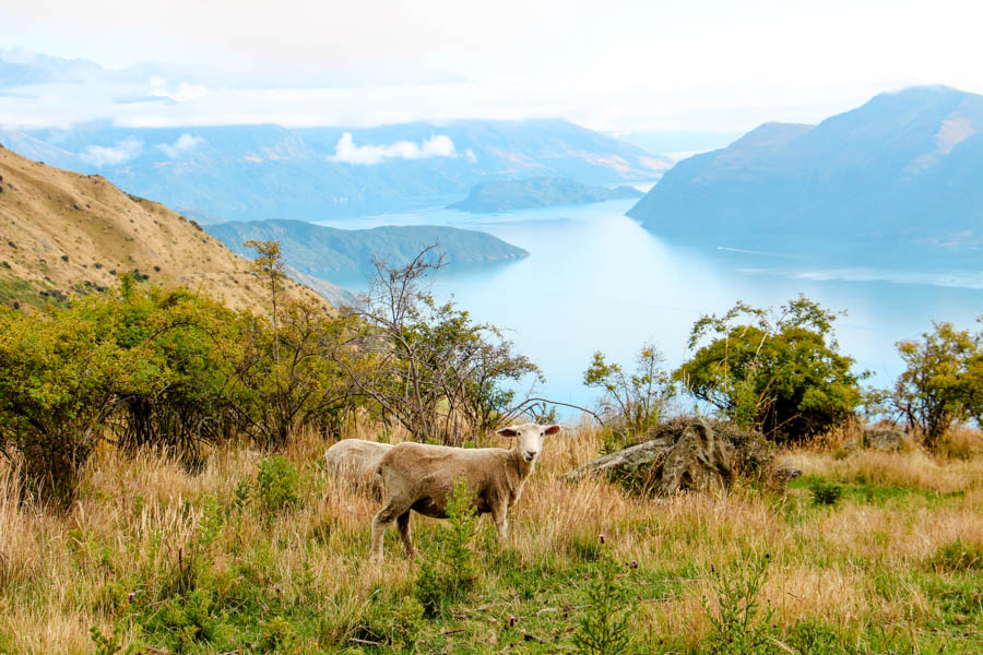 neuseeland schaf entlang dem roys peak track