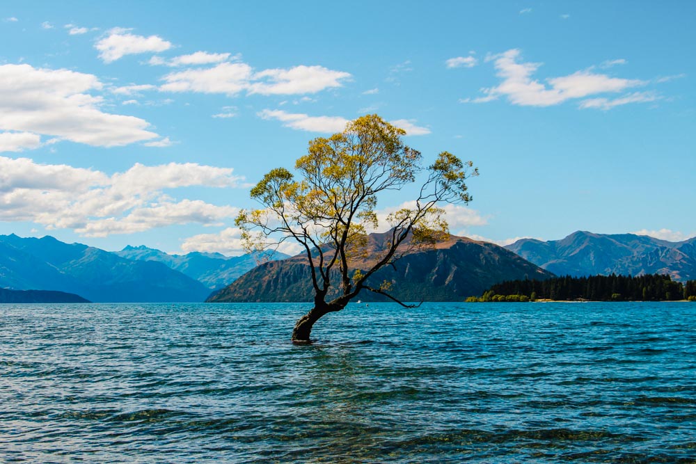 neuseeland wanaka tree