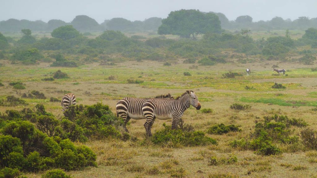 Südafrika_De Hoop Nature Reserve_Bergzebras