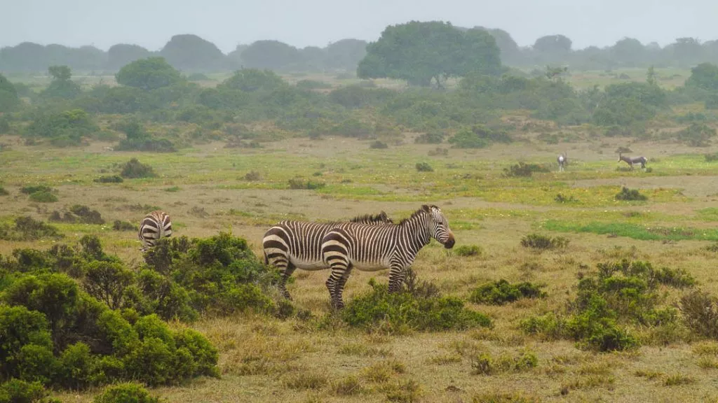 Südafrika_De Hoop Nature Reserve_Bergzebras