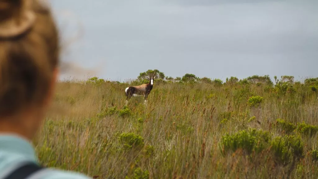 Südafrika_De Hoop Nature Reserve_Bontebok