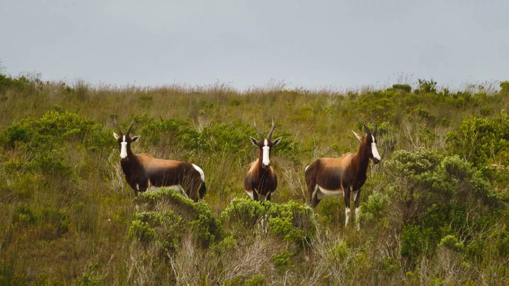 Südafrika_De Hoop Nature Reserve_Bonteboks am Straßenrand