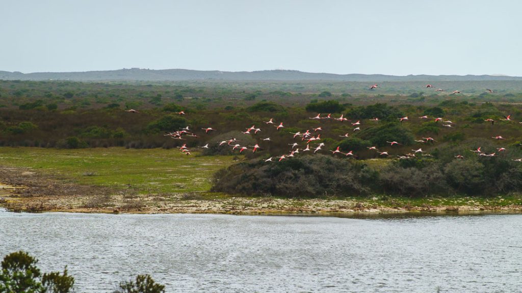 Südafrika_De Hoop Nature Reserve_Flamingos am De Hoop Vlei