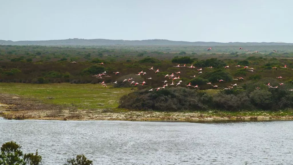 Südafrika_De Hoop Nature Reserve_Flamingos am De Hoop Vlei