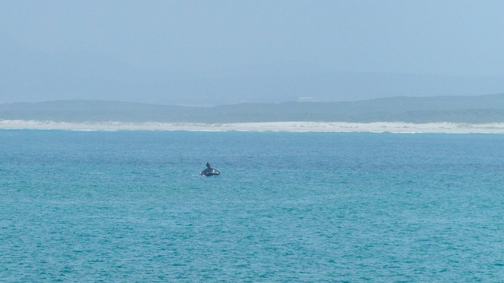 Südafrika_De Hoop Nature Reserve_Springender Wal vor der Küste