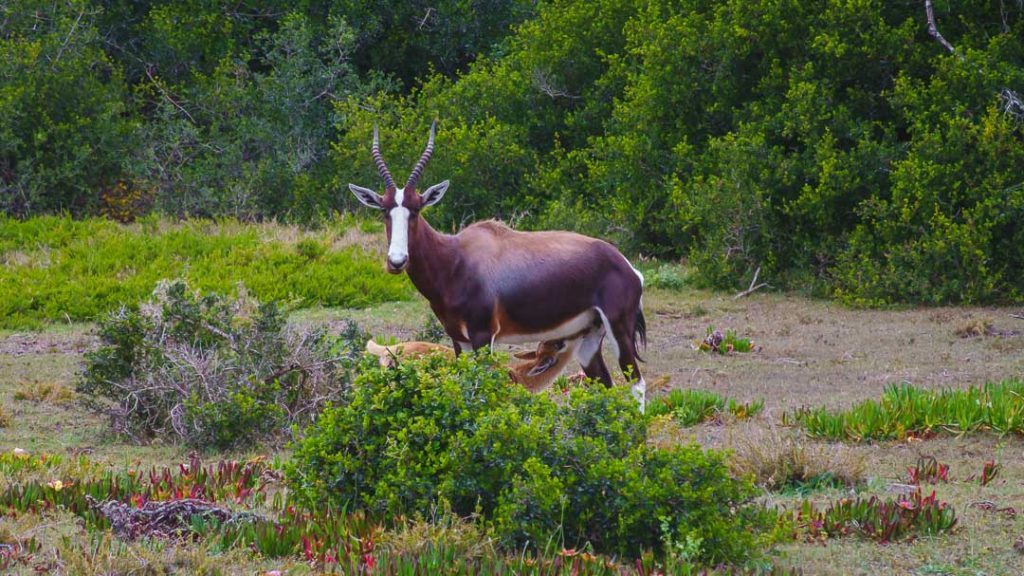 Südafrika_De Hoop Nature Reserve_Trinkendes Bontebok-Baby