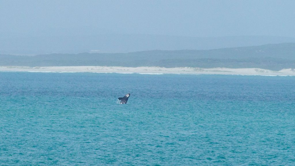 Südafrika_De Hoop Nature Reserve_Wal im Wasser