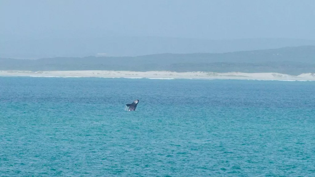 Südafrika_De Hoop Nature Reserve_Wal im Wasser