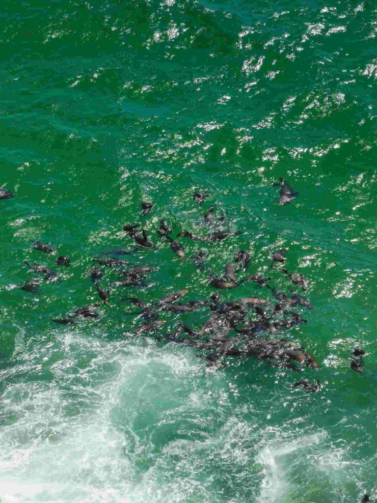 Südafrika_Robberg Nature Reserve_Robben im Wasser