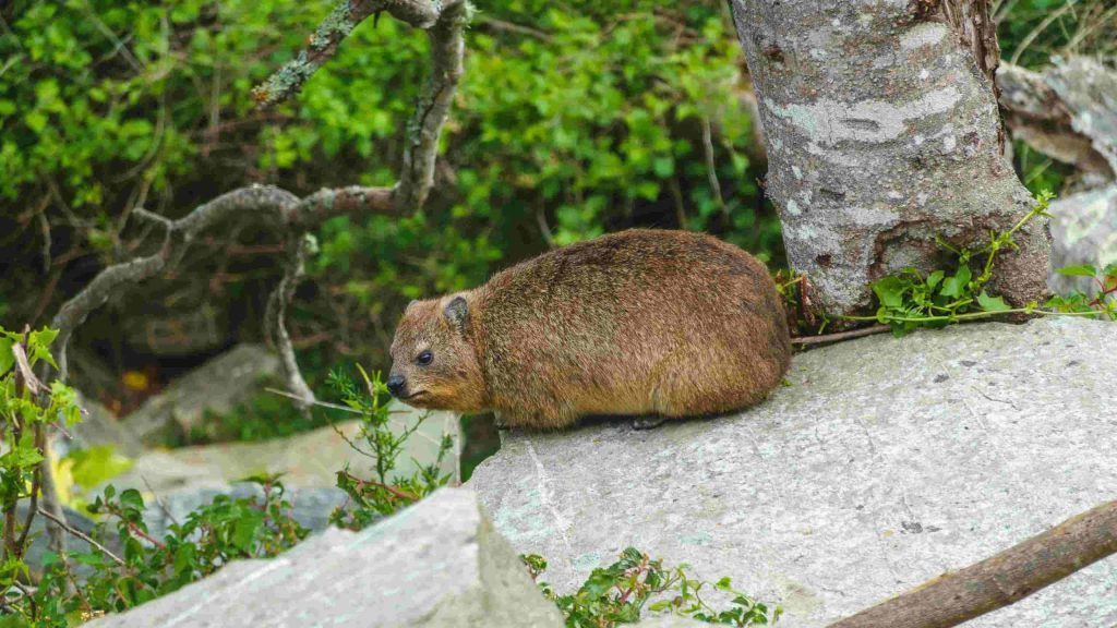 Südafrika_Tsitsikamma_Klippschliefer