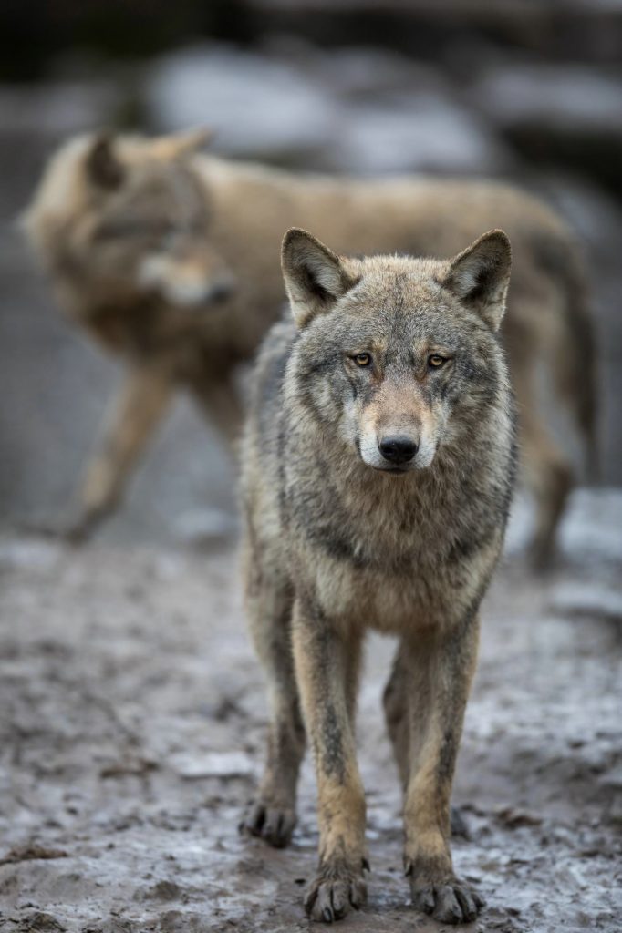 Südafrika_Tsitsikamma_Grauwolf