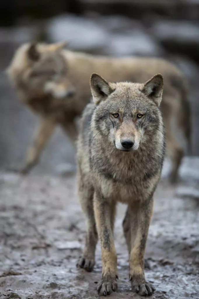 suedafrika tsitsikamma grauwolf suedafrika tsitsikamma grauwolf
