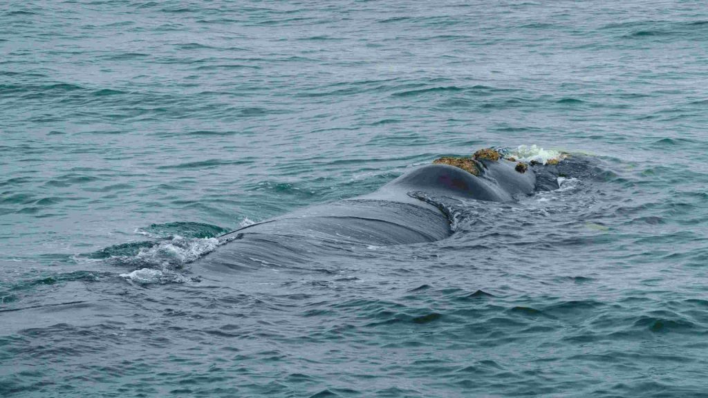 Südafrika_Wal vom Boot aus