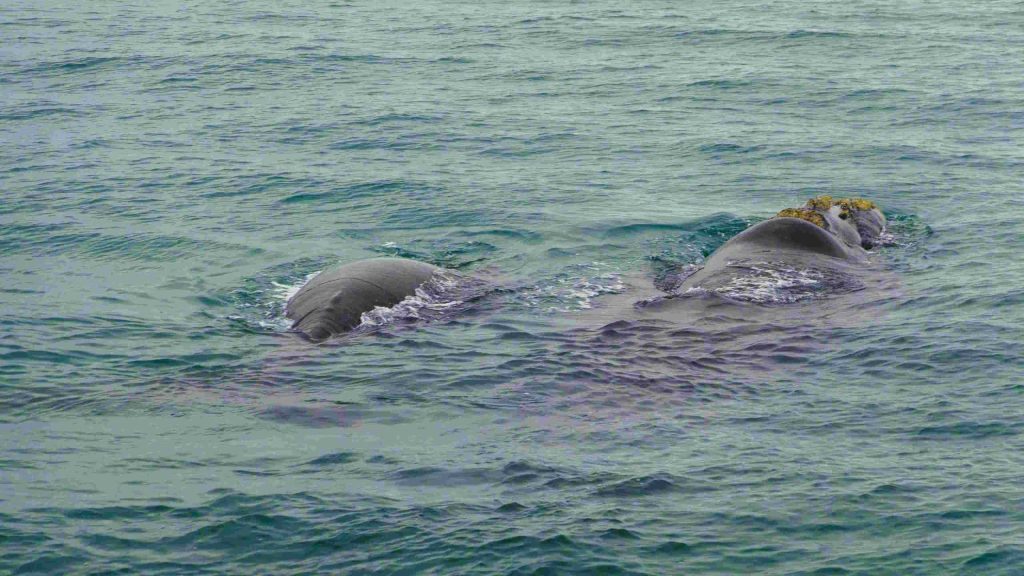 Südafrika_Wale im Meer