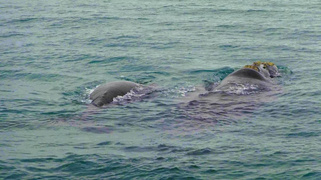 suedafrika wale im meer Südafrika_Wale im Meer