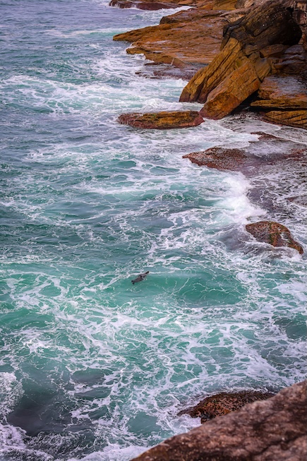 sydney highlights bondi to coogee walk robbe im wasser