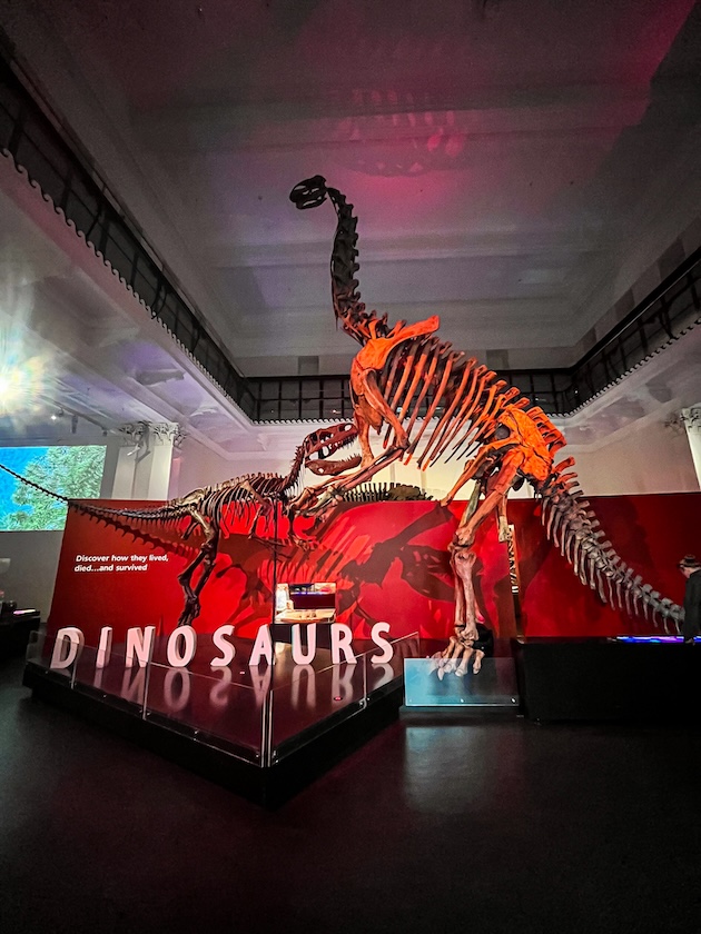 sydney highlights dinosaurier skelett im australian museum 2