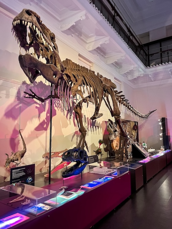 sydney highlights dinosaurier skelett im australian museum