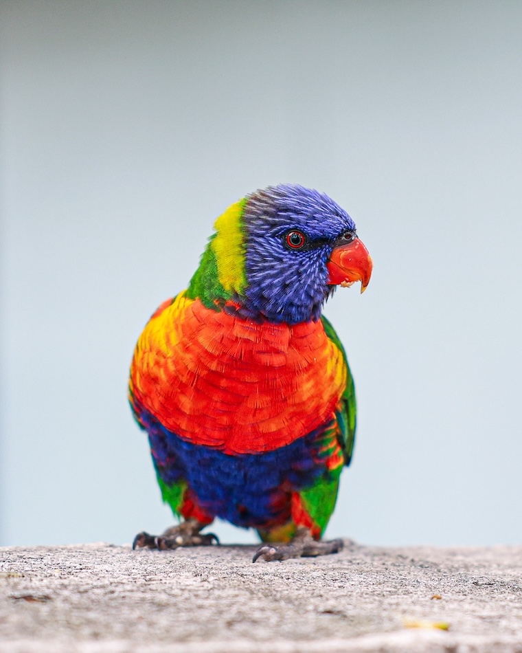 sydney highlights papagei allfarblori