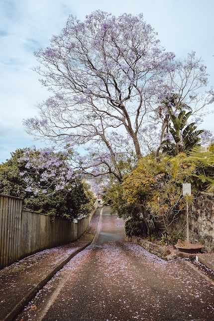 sydney highlights strasse in kirribilli
