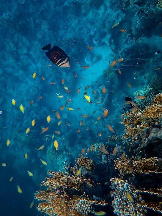 townsville australien fischschwarm im wasser 2